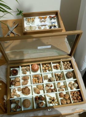 植物种子标本24种橡果标本框手作收藏版冰河世纪松鼠的橡子