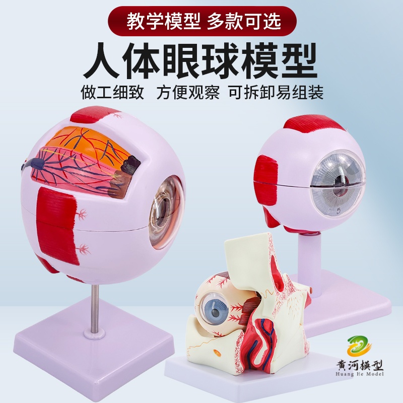 黄和人体眼球感觉器五官科解剖