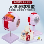 人体眼球模型 五官科眼睛构造解剖教学模型 6倍放大眼球模型