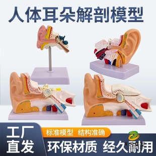 耳模型桌上型耳解剖模型外中内耳部听觉系统器官耳朵构造教学医学