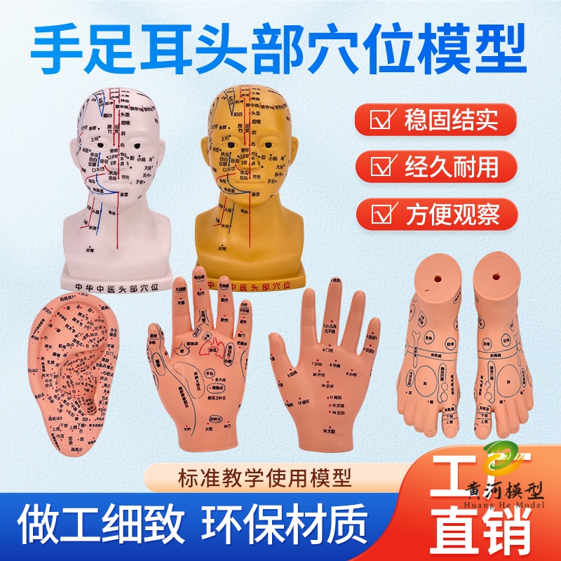 黄河模型手足耳穴位教学