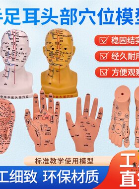 黄河模型手足耳穴位教学