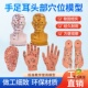 足部底耳模 头部穴位模型 耳朵手经络手部推拿针灸足底脚模反射区
