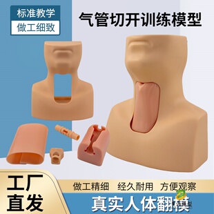 环状软骨气管切开术训练模型 高级环甲膜穿刺及气管切开插管模型