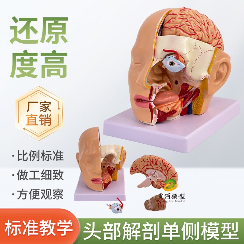 黄河模型头部附脑动脉教具