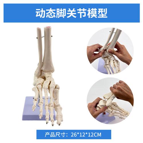 黄和模型踝关节脚关节教学