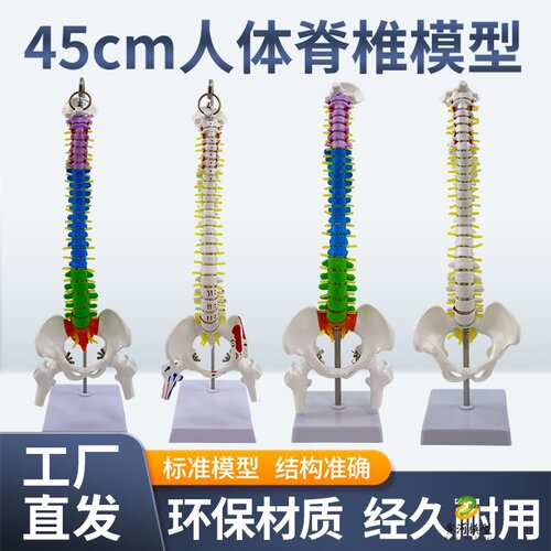 45CM彩色人体脊椎模型带骨盆股骨尾骨脊柱骨骼腰椎颈椎正骨模型 - 封面