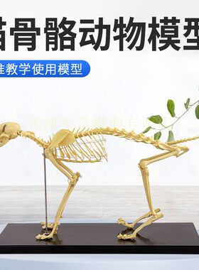 骨骼标本猫骨骼标本黄河教学