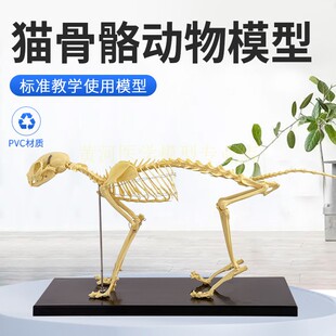 骨科器械 猫骨骼标本模型 宠物动物 猫犬 教学骨架骨头 骨骼模型