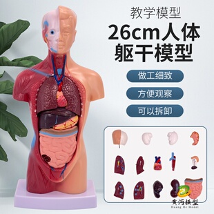 28cm人体躯干解剖模型器官可拆卸医学教学心脏内脏结构模型玩具