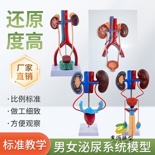 立体人体泌尿系统模型输尿管膀胱尿道 医学生殖系统肾脏解剖模型