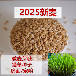 冬小麦种子磨面做麦芽糖猫草种子磨面喂鸡2025新小麦粒发芽率高