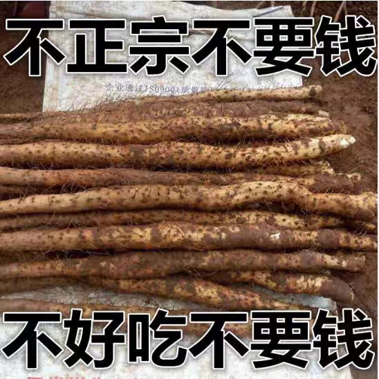 温县铁棍山药河南焦作温县铁棍山药淮山药正宗怀山药特产新鲜