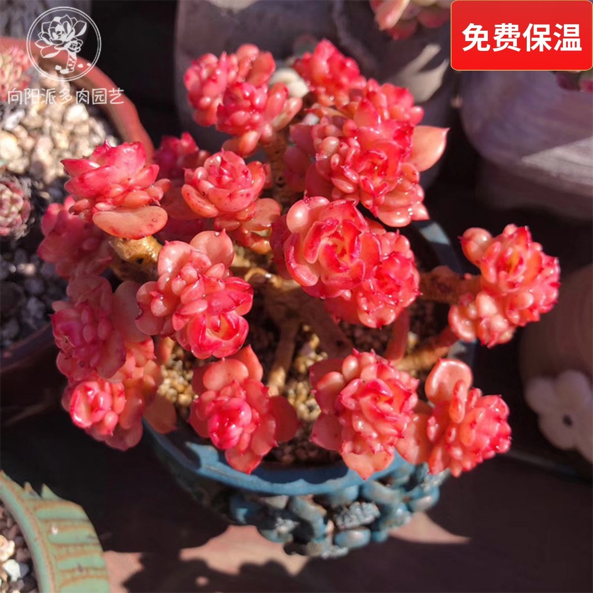 黄金油亮蜡牡丹一物一拍群生老桩多肉植物包邮盆栽向阳派多肉园艺,鲜花速递/花卉仿真/绿植园艺,多肉植物,淘宝优惠券,粉丝福利购,淘宝优惠卷