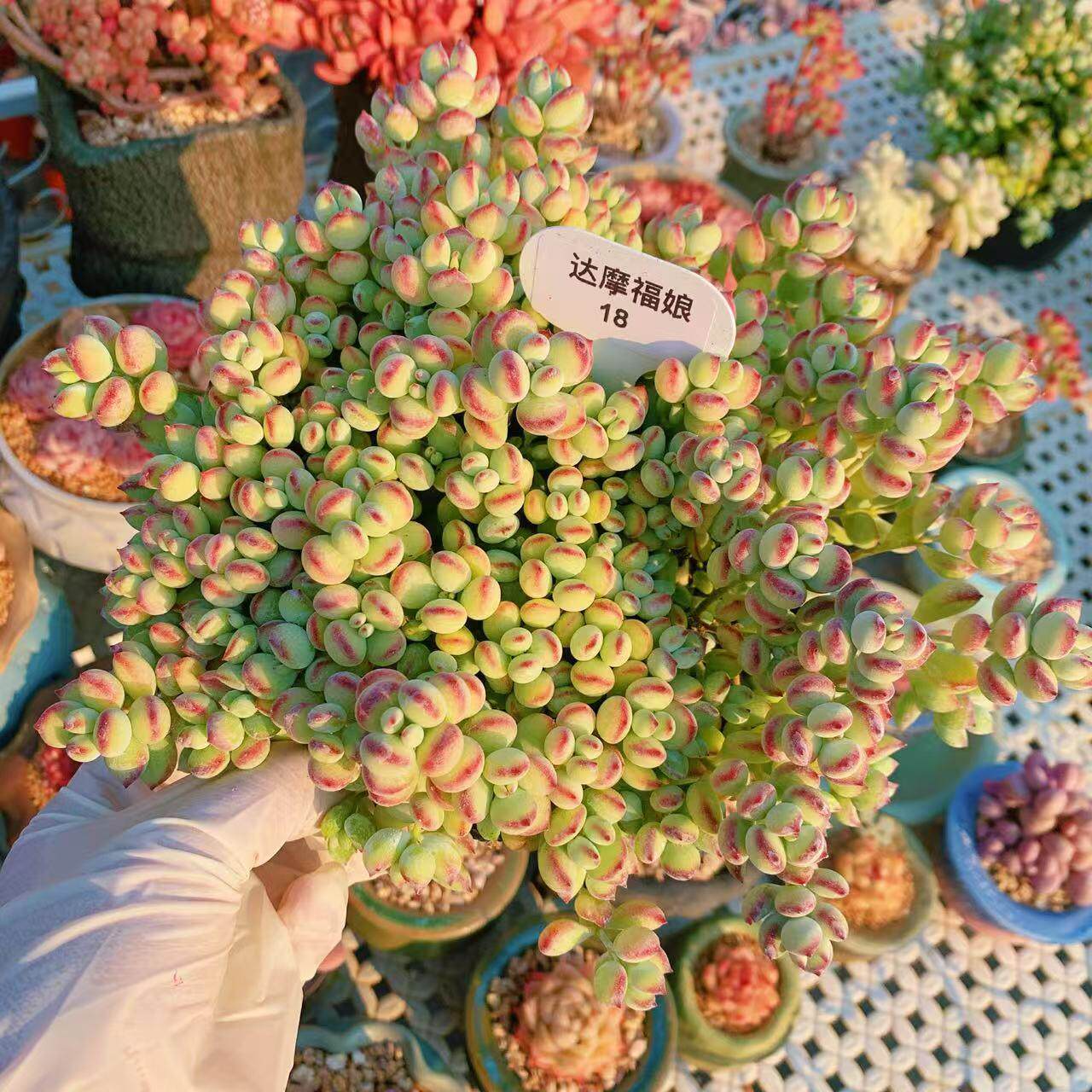 达摩福娘一物一拍果冻色群生垂吊悬崖造型多肉植物向阳派花卉园艺