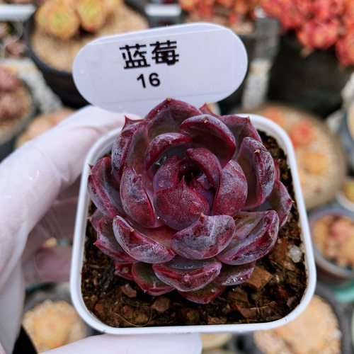 精品蓝莓暗黑多肉植物一物一拍