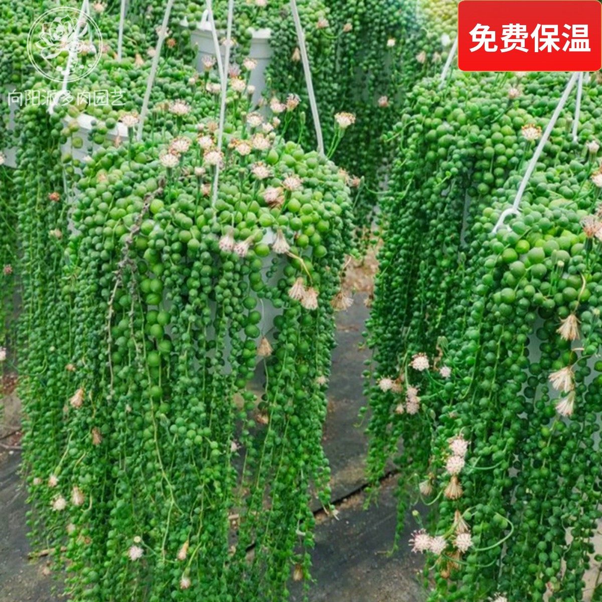 佛珠多肉情人泪一物一拍吊兰盆栽带盆垂吊珠帘菊科多肉植物向阳派,鲜花速递/花卉仿真/绿植园艺,多肉植物,淘宝优惠券,粉丝福利购,淘宝优惠卷