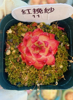 云南精品迷你红挽纱小萌肉一物一拍多肉植物红色带盆栽好向阳派