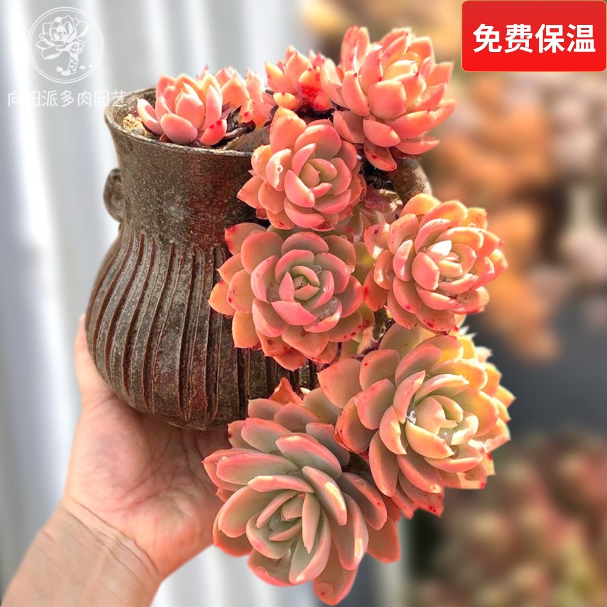 丝绸面纱红鹤趣味多肉植物老桩群生一物一拍悬崖桩向阳派多肉园艺