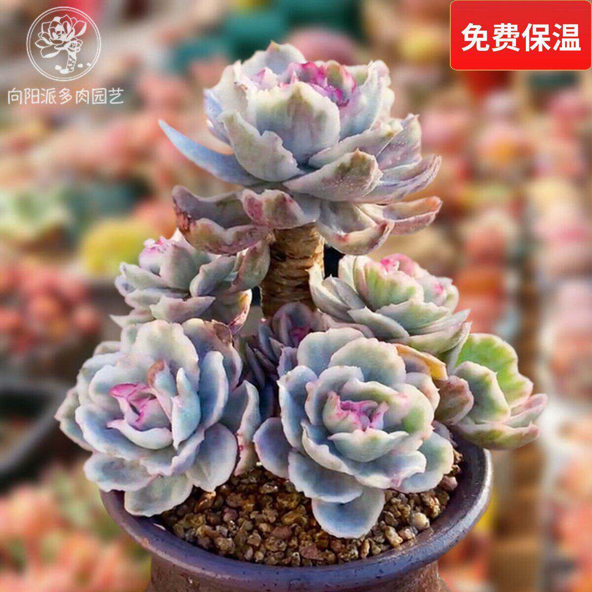 一物一拍伯克利锦高端精品贵货多肉植物老桩花卉绿植直播向阳派