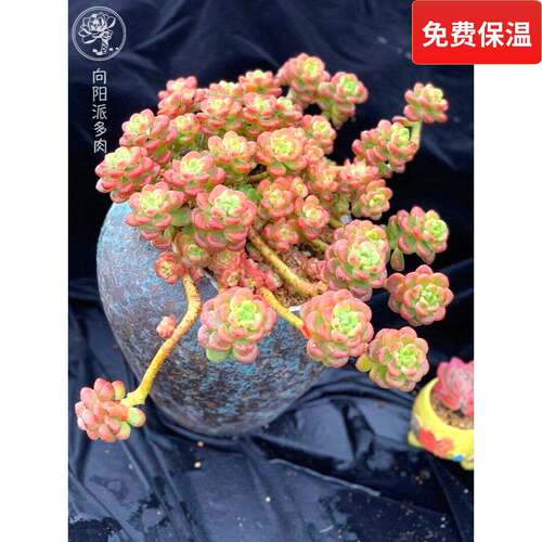 果冻色多肉植物香格里拉易养护