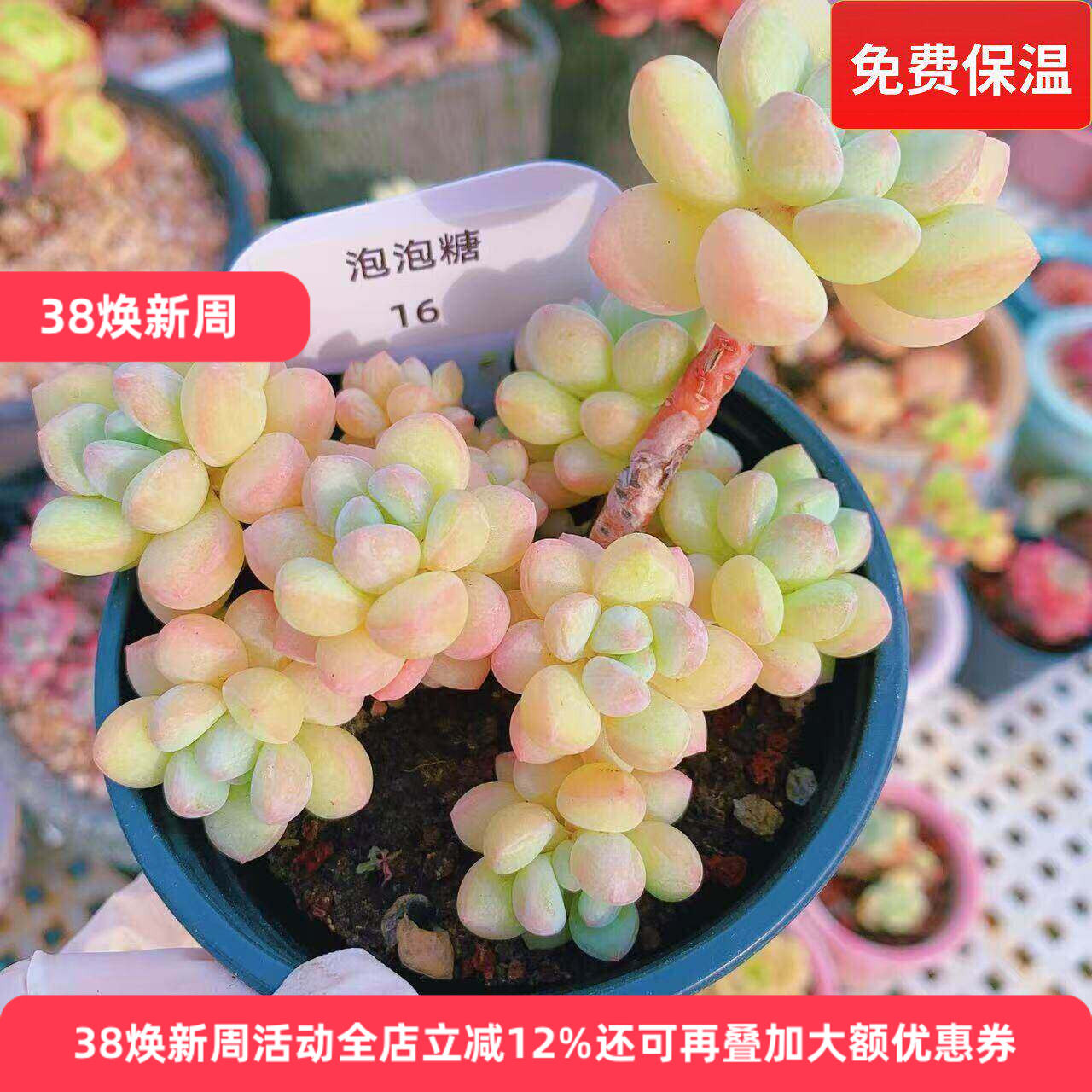 云南精品泡泡糖多肉植物一物一拍造型小老桩圆滚滚肥嘟嘟好养护