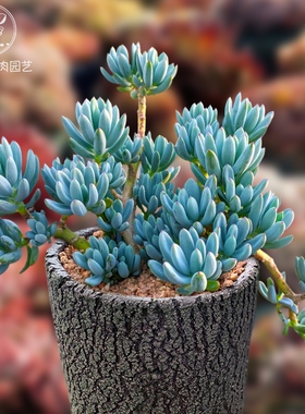 蓝松一物一拍精品稀有天蓝色芳香多肉植物好养度夏老桩花卉向阳派