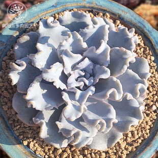 一物一拍白饺子皮芭蕾舞者高端贵货精品多肉植物大颗直播向阳派