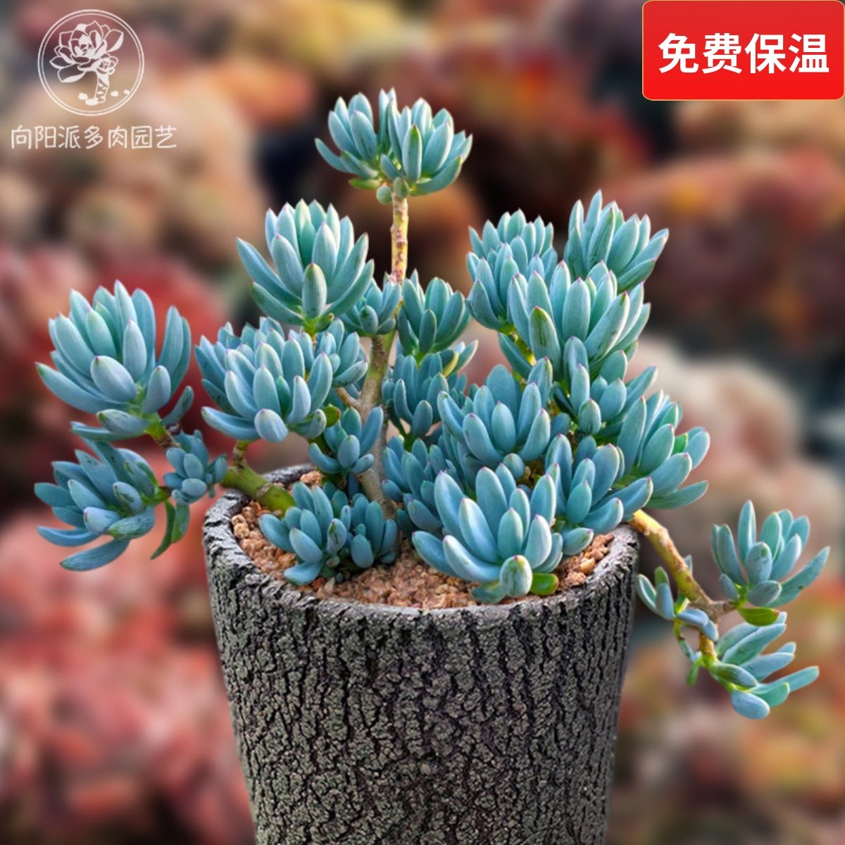 蓝松一物一拍精品稀有天蓝色芳香多肉植物好养度夏老桩花卉向阳派