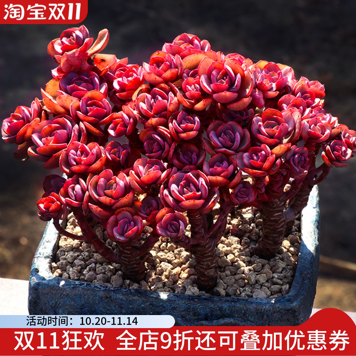 小叶秀妍研多肉植物一物一拍红色大株造型老桩包邮盆栽向阳派园艺