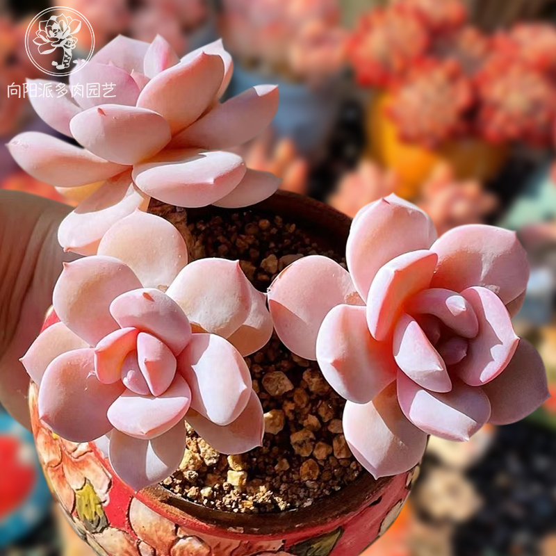 精品奶茶抹茶蛋糕热门网红多肉植物一物一拍老桩大群盆栽向阳派