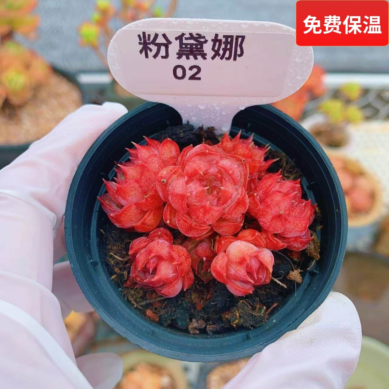 云南精品粉黛娜红色多肉植物一物一拍小萌肉带盆栽好老桩向阳派