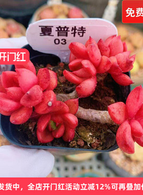 云南精品夏普特多肉植物一物一拍带盆栽好好养红色老桩向阳派