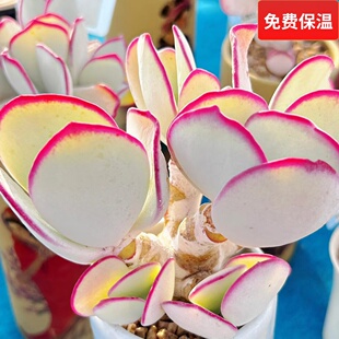 日系正版白眉一物一拍老桩大群仙气多肉植物好养护花卉绿植向阳派