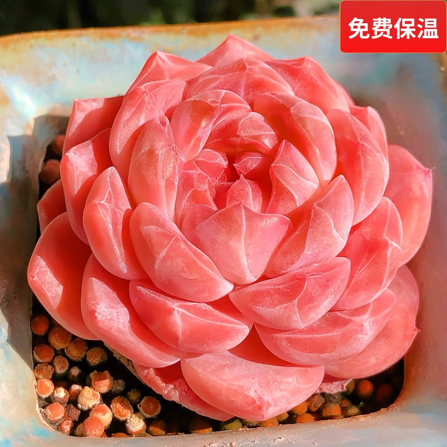 云南精品红琥珀糖心多肉植物一物一拍带盆栽好小萌肉暗纹向阳派,鲜花速递/花卉仿真/绿植园艺,多肉植物,淘宝优惠券,粉丝福利购,淘宝优惠卷