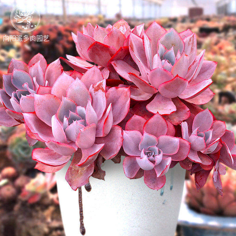 云南精品晚霞老桩一物一拍多肉植物大颗盆栽三仙群生莲座向阳派