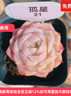 精品暗纹孤星多肉植物一物一拍小萌肉带盆栽好向阳派