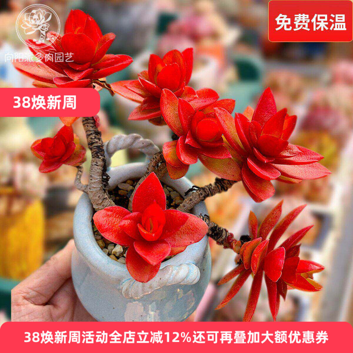 火祭红色多肉植物一物一拍包邮老桩群生向阳派多肉园艺花卉