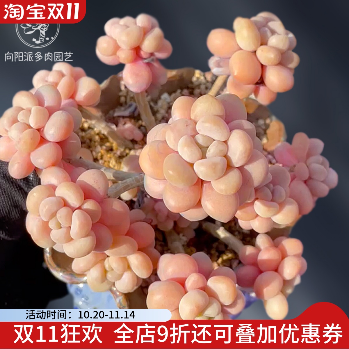 一物一拍洛可可鱼子酱大群精品贵货多肉植物老桩花卉直播向阳派