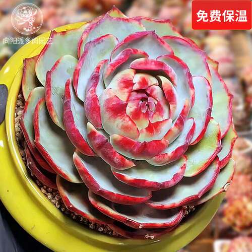 妖艳血红惊鸿仙子多肉植物