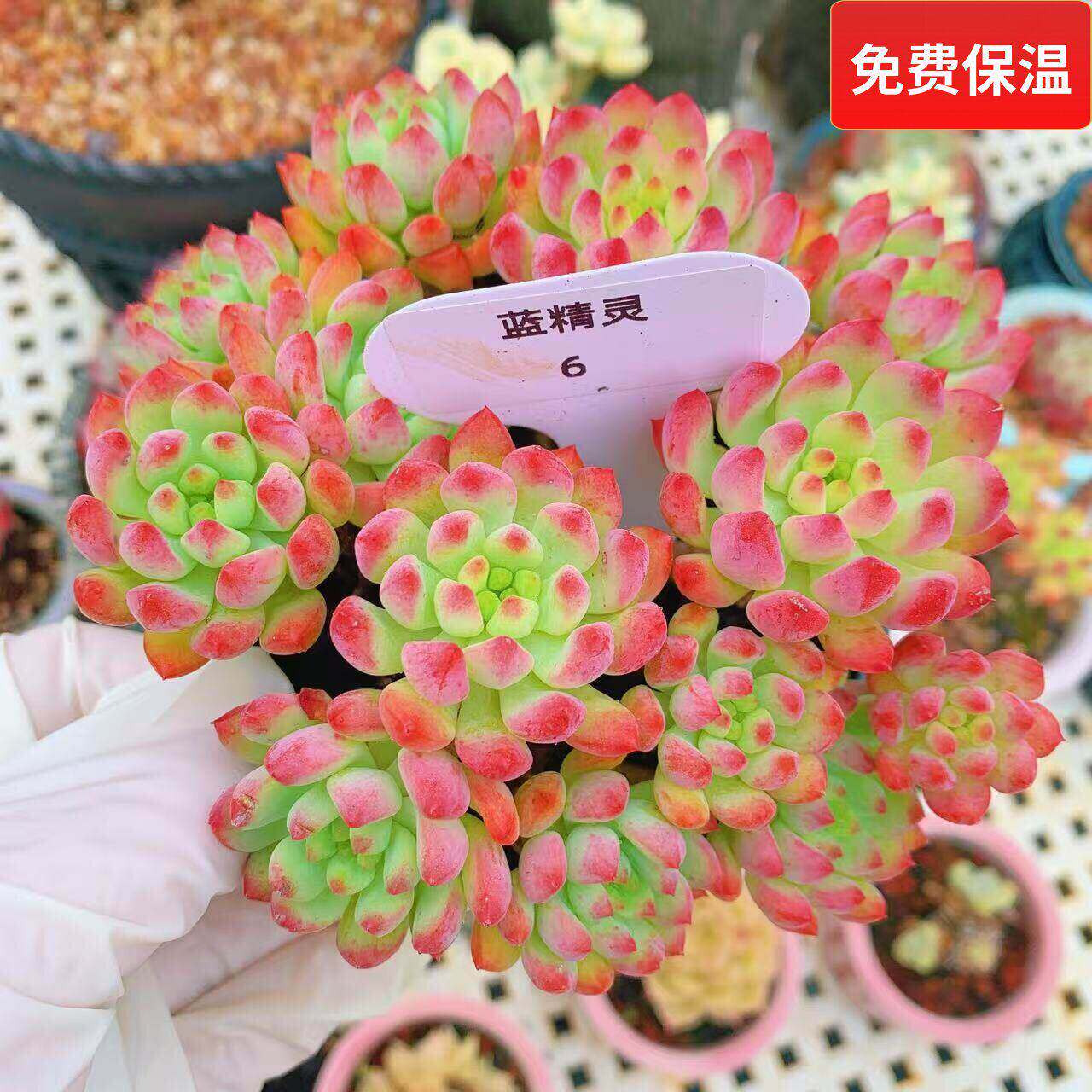 云南精品蓝精灵蓝苹果多肉植物一物一拍老桩大群好养护度夏向阳派