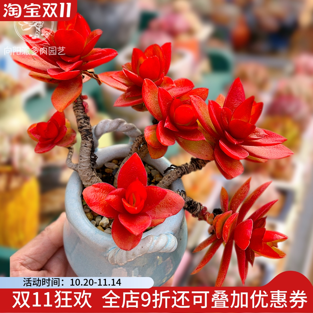火祭红色多肉植物一物一拍包邮老桩群生向阳派多肉园艺花卉
