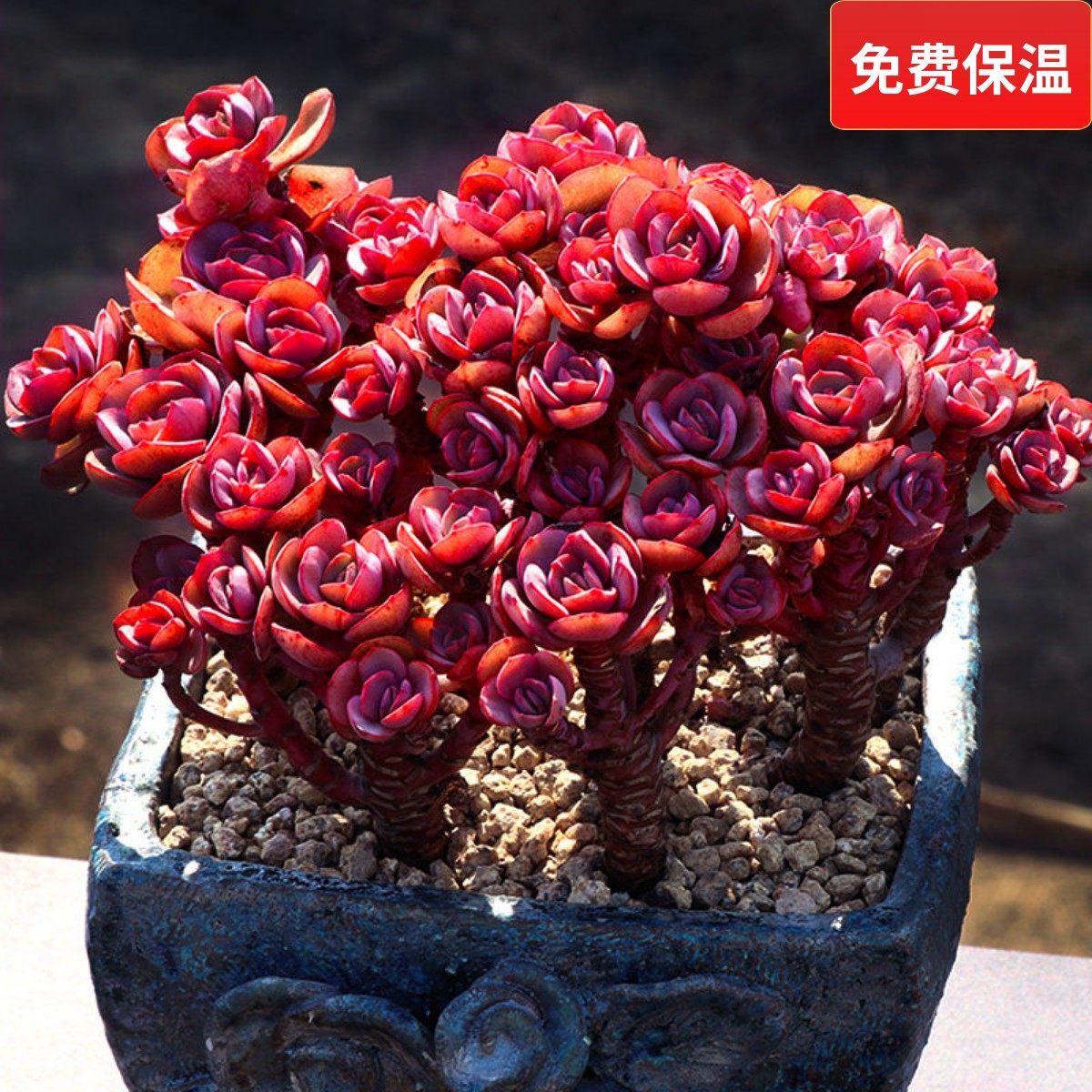 小叶秀妍研多肉植物一物一拍红色大株造型老桩包邮盆栽向阳派园艺