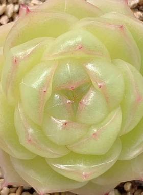 云南精品优选基因油腻麦秆单头多肉植物一物一拍带盆栽好小萌肉