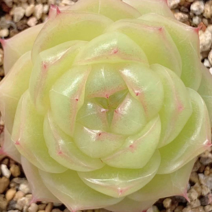 云南精品优选基因油腻麦秆单头多肉植物一物一拍带盆栽好小萌肉