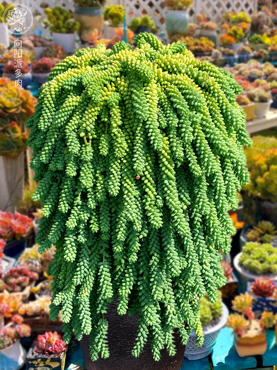 新玉缀彩虹果冻多肉植物一物一拍盆栽包邮阳台绿植花卉吊兰向阳派