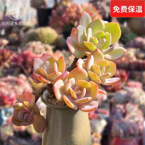 白凤悬崖向阳派园艺多肉植物包邮
