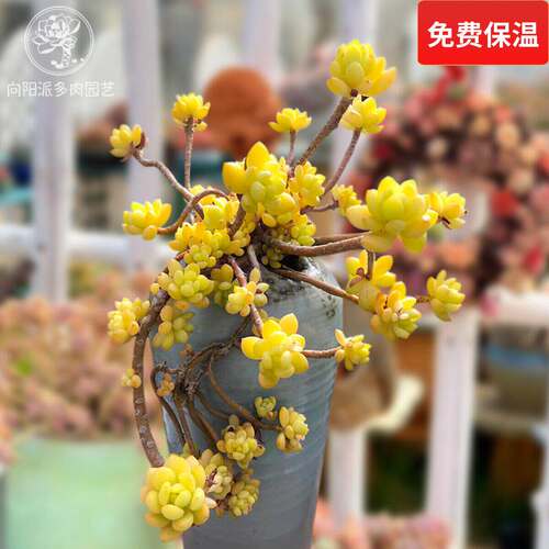 香水春萌香气扑鼻多肉植物