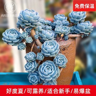 鲁氏石莲粉鲁安娜玫瑰群生老桩一物一拍多肉植物绿植花卉向阳派