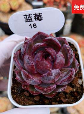 精品蓝莓暗黑多肉植物一物一拍
